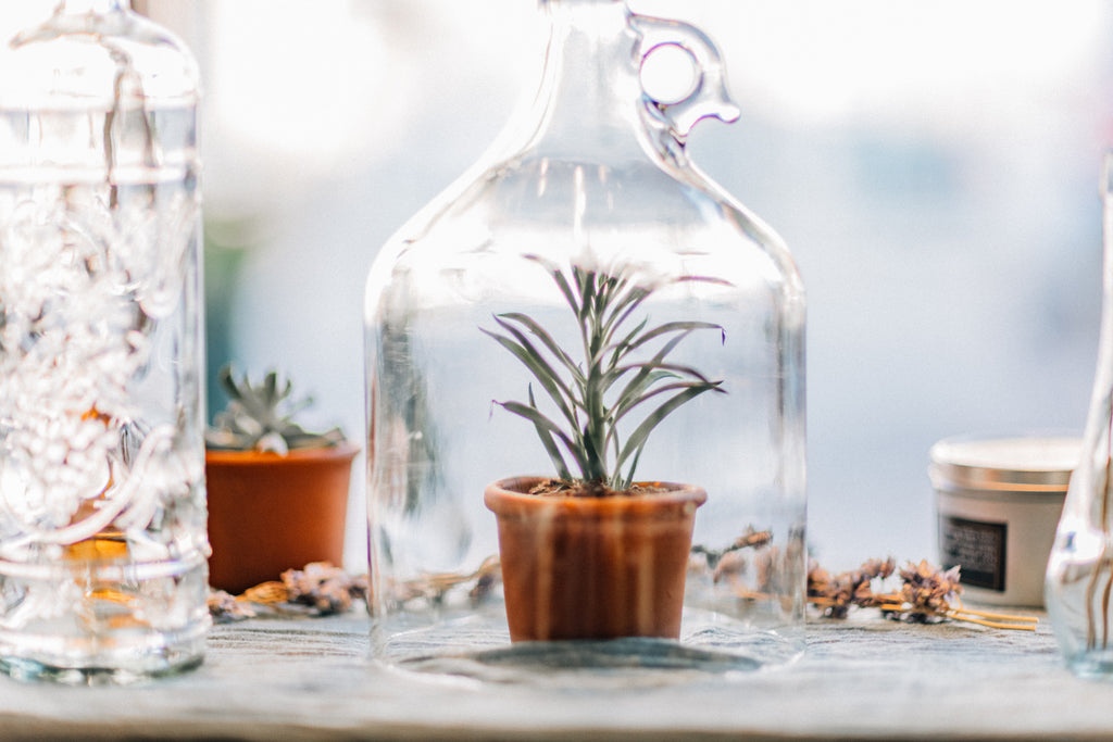 3 Steps for the Beginner Herbalist