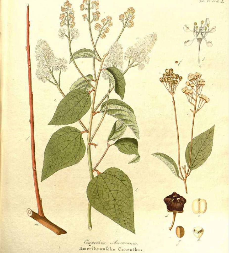 Healing with Red Root