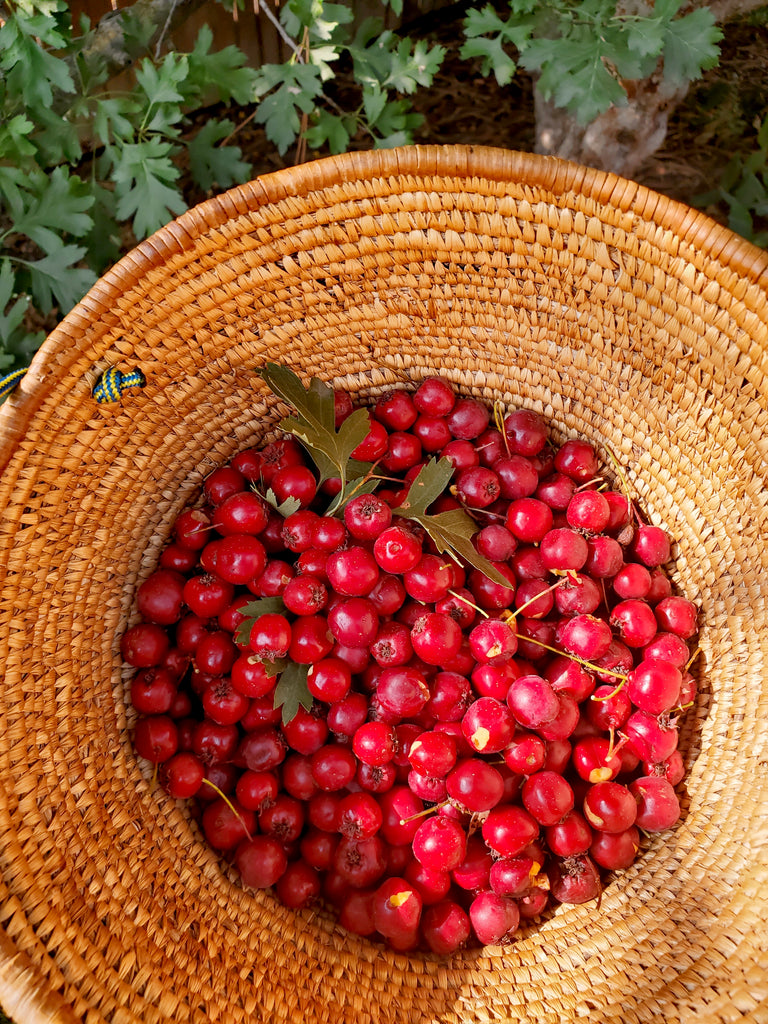 Hawthorn Monograph