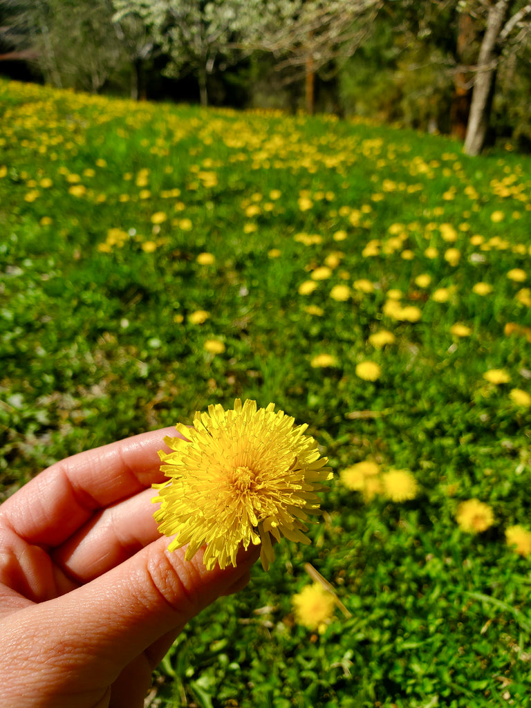 Dandelion Monograph