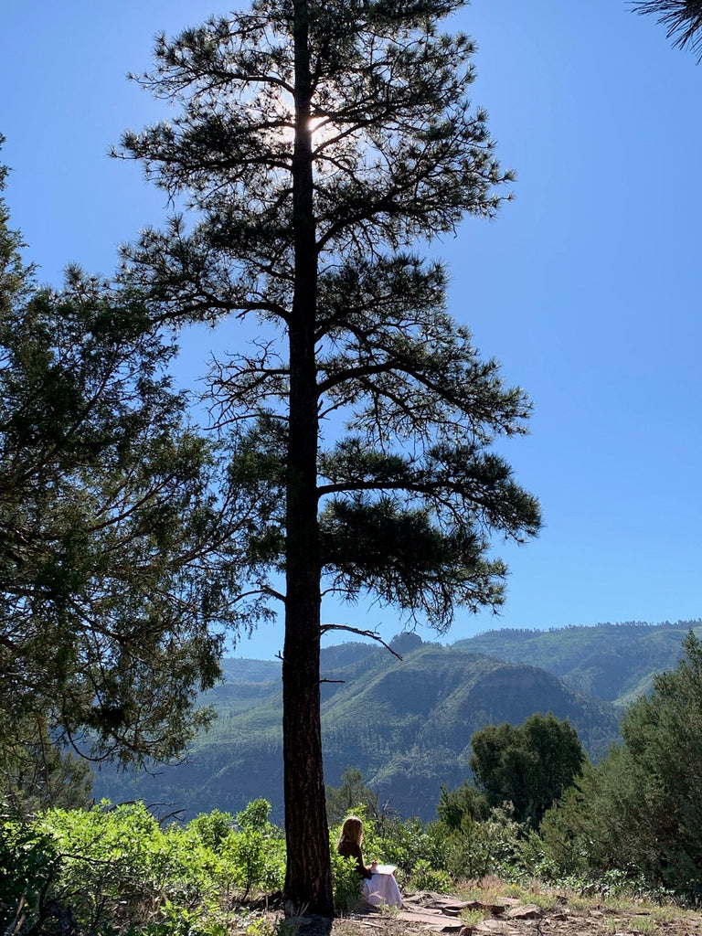 The Medicine & Magic of Pine