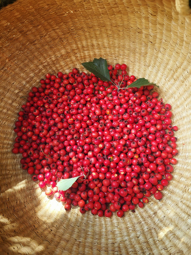 Guardians of the Veil: Herbs for Protection and the Magic of Samhain