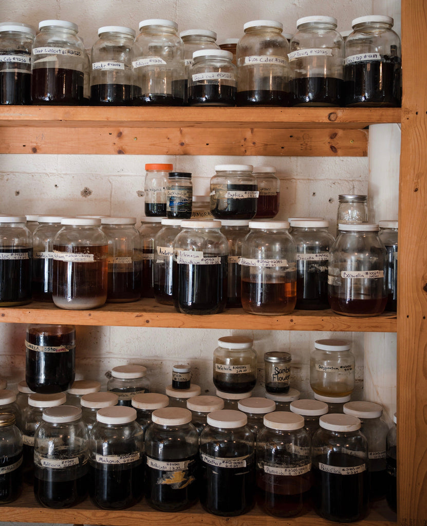 Beginner Herbalism: How to Start Building Relationships with Plants