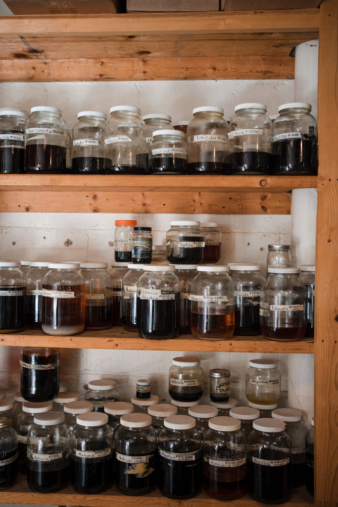 The Language of Plants: Herbal Constituents with Lisa Ganora