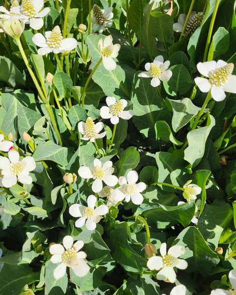 Reciprocity in Herbalism: Learning from Yerba Mansa with Dara Saville