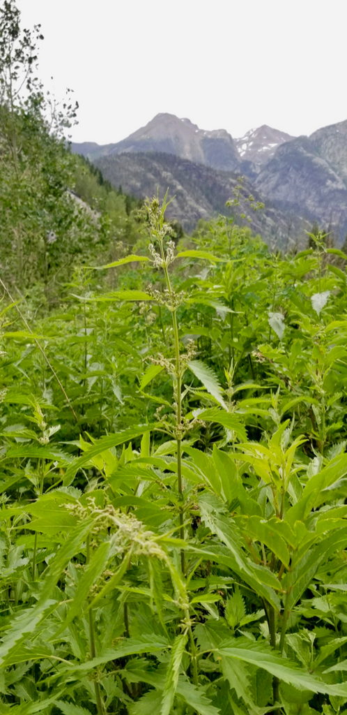 Southwest Colorado Herbalism: Learning Plant Medicine from the Land