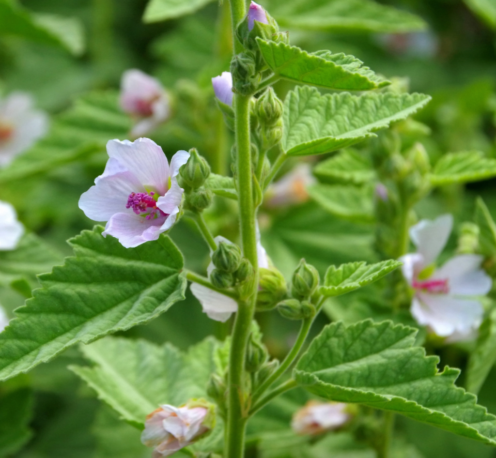 Herbal Histamine Support: A Root-Cause Approach to Seasonal Allergies