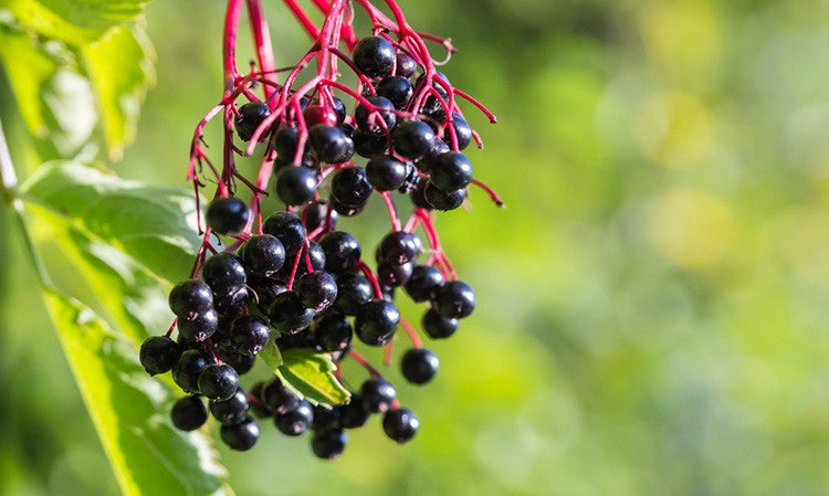 Elderberry Syrup for Cold and Flu