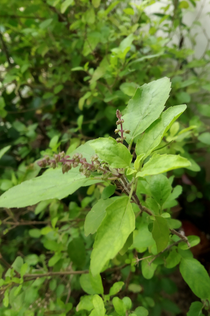 Herbs for Mood Support: Plant Allies for Emotional Balance