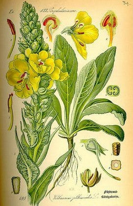 Healing with Verbascum Thapsus: Mullein