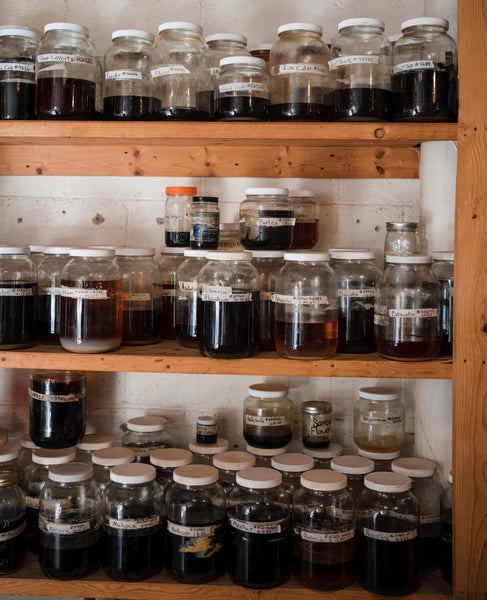 Milk Thistle (Silybum marianum)