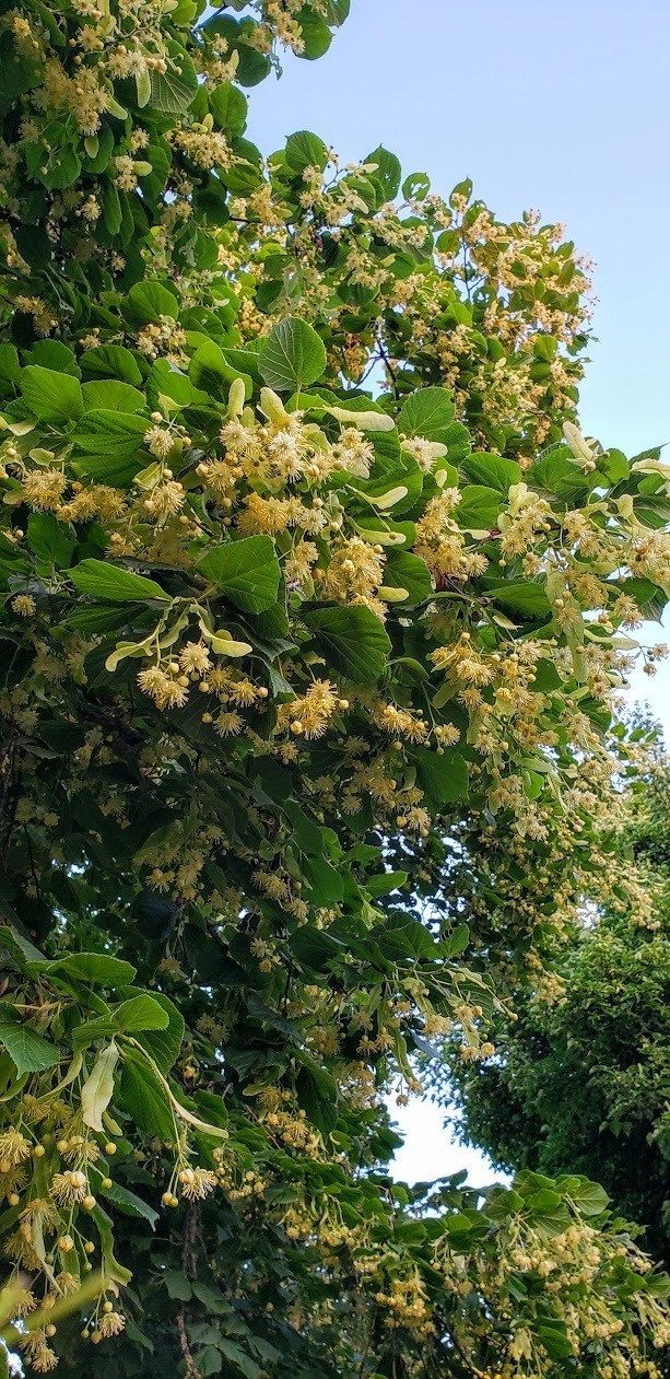 Plant Meditation & Movement with Linden, April 29th