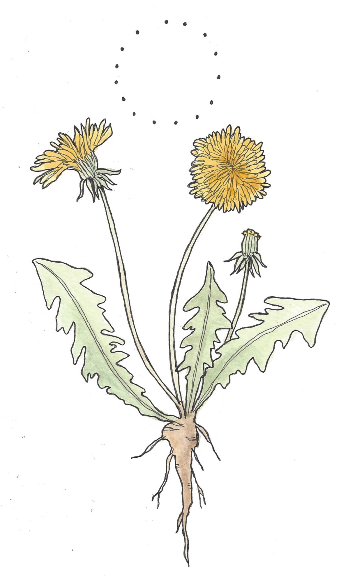 Botanical Breathwork with Dandelion, April 27th